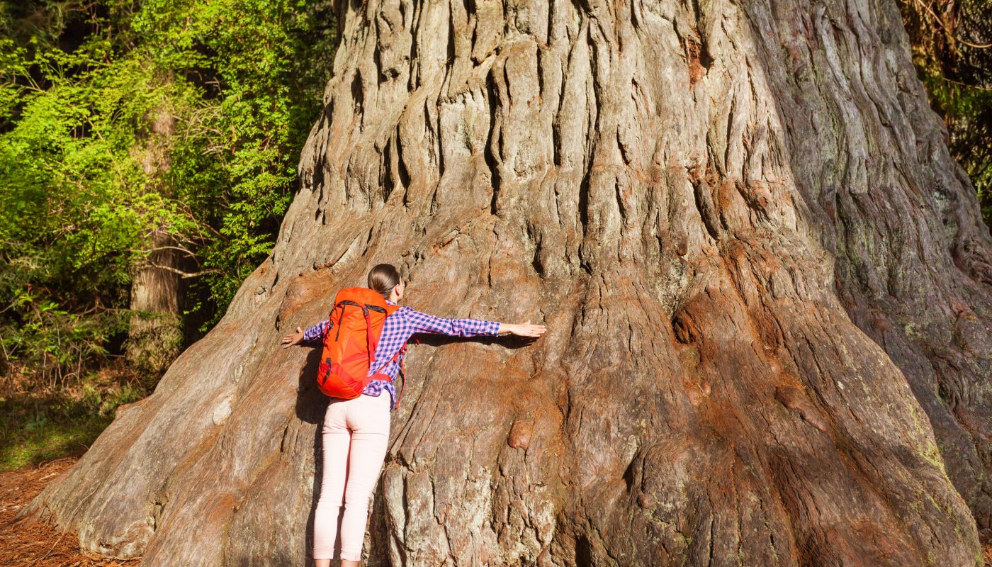Femme enlace un très gros arbre Femme enlace un très gros arbre