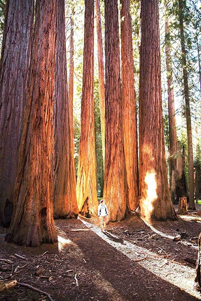 maieusthesie-formation